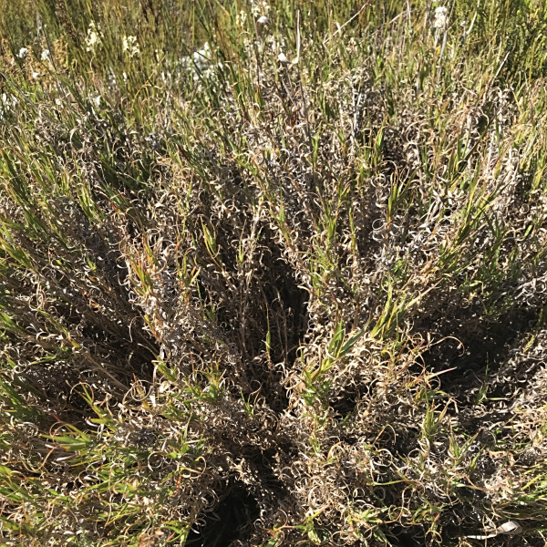 Pseudopentameris brachyphylla