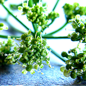 Dasispermum humile