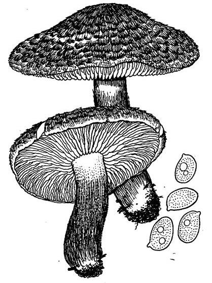 虎斑口蘑 虎斑口蘑