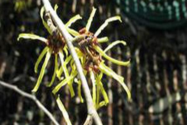 Hamamelis × intermedia \x27Savill Starlight\x27