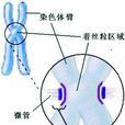 著絲粒 著絲粒