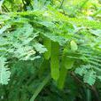 藤金合歡(植物) 藤金合歡(植物)