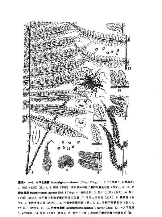 光腳金星蕨 光腳金星蕨