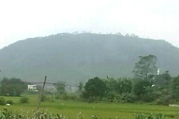 四鳳朝陽 四鳳朝陽