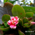 萬壽花