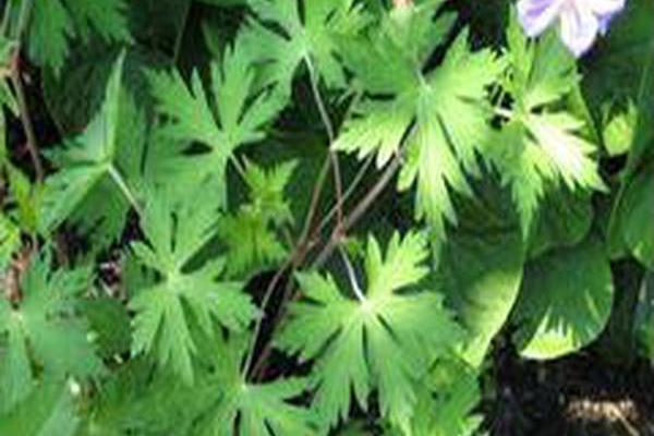 Geranium \x27Blogold\x27 BLUE SUNRISE