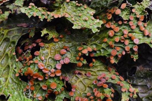囊果苔科 囊果苔科