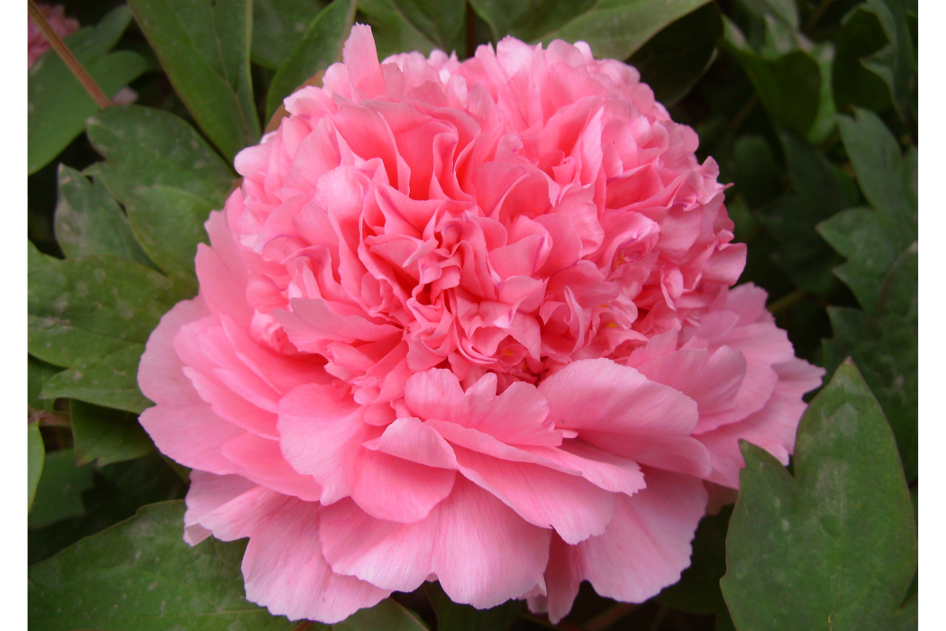 胡紅(牡丹花品種) 胡紅(牡丹花品種)