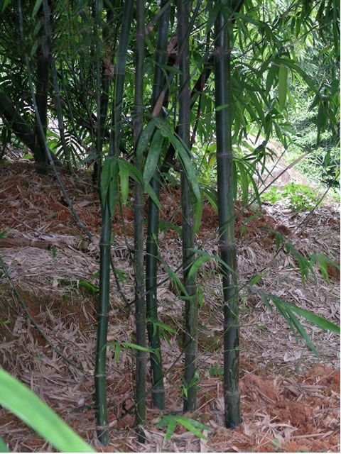 牛角竹 牛角竹
