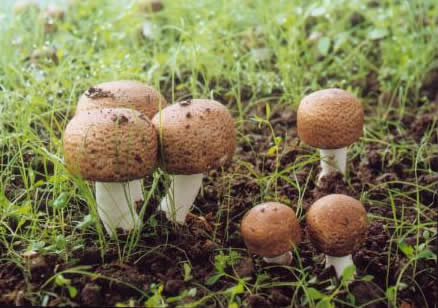 巴西蘑菇，別稱姬松茸