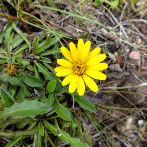 Trichocline catharinensis