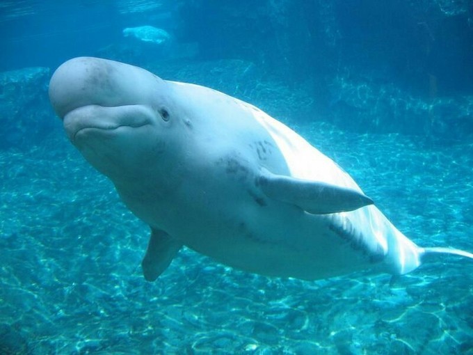 白鯨擺尾