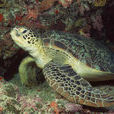 太平洋綠龜