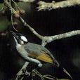 白頭婆(鳥類動物) 白頭婆(鳥類動物)