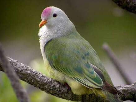 土島果鳩 土島果鳩