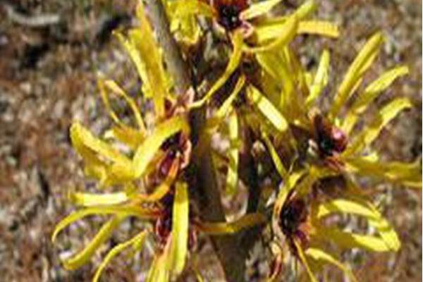 Hamamelis mollis \x27Jermyns Gold\x27 Hamamelis mollis \x27Jermyns Gold\x27