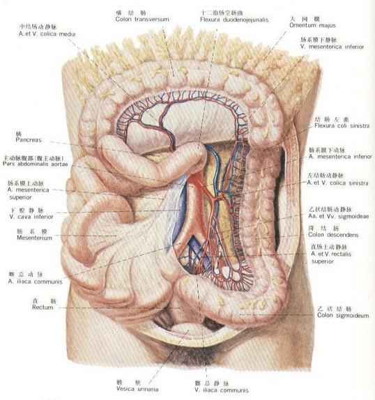 腸道