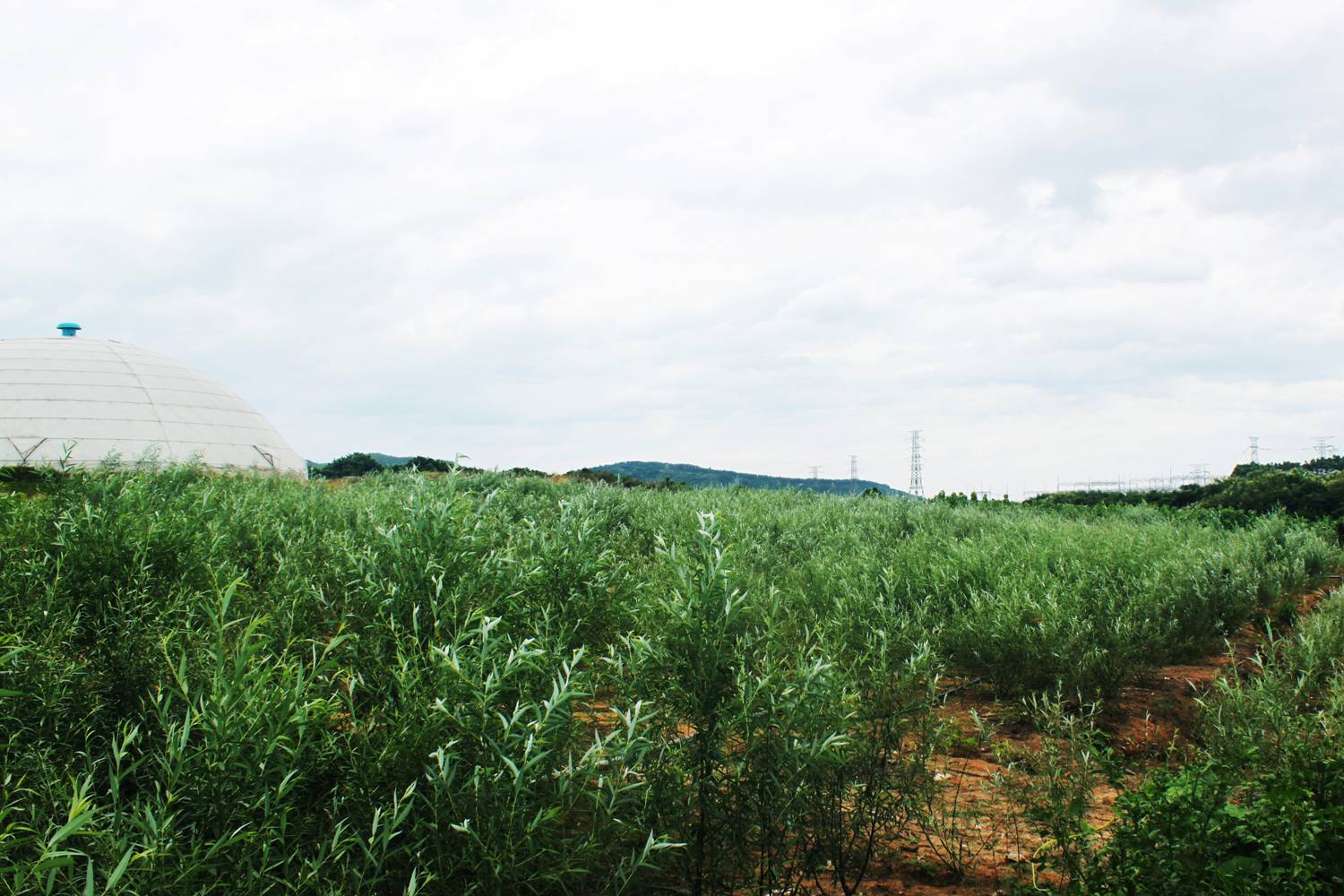 竹柳室外種植基地