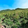 大黃溝村(山西省陽泉市盂縣路家村鎮大黃溝村) 大黃溝村(山西省陽泉市盂縣路家村鎮大黃溝村)