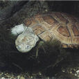 沼澤側頸龜