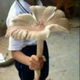 鬥雞菇 鬥雞菇