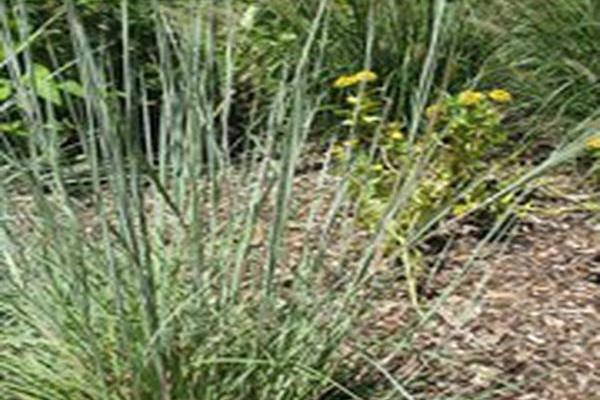 Schizachyrium scoparium \x27Jazz\x27 Schizachyrium scoparium \x27Jazz\x27
