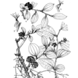 武當菝葜 武當菝葜