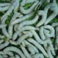 粵蠶9號 粵蠶9號