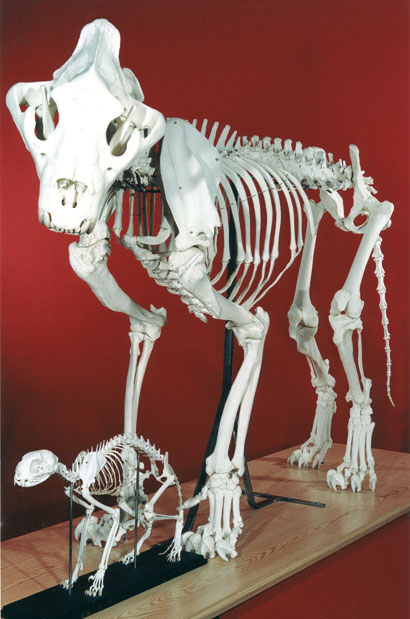 巴巴里獅骨骼標本