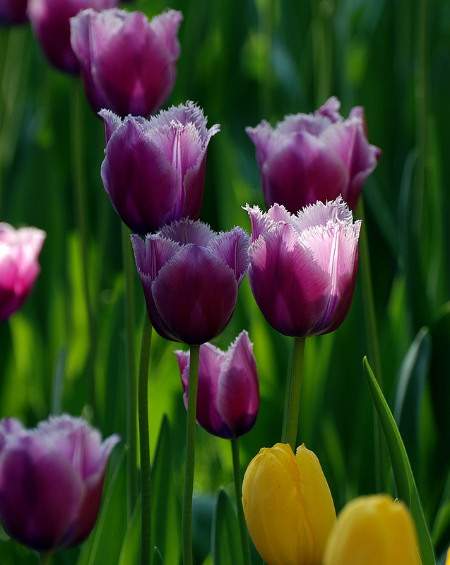 鬱金香(tulip)