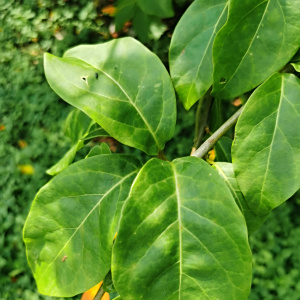 棱瓶花 棱瓶花