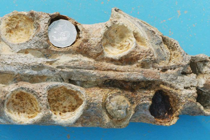 澳大利亞農民發現1億年前的克柔龍顎骨化石