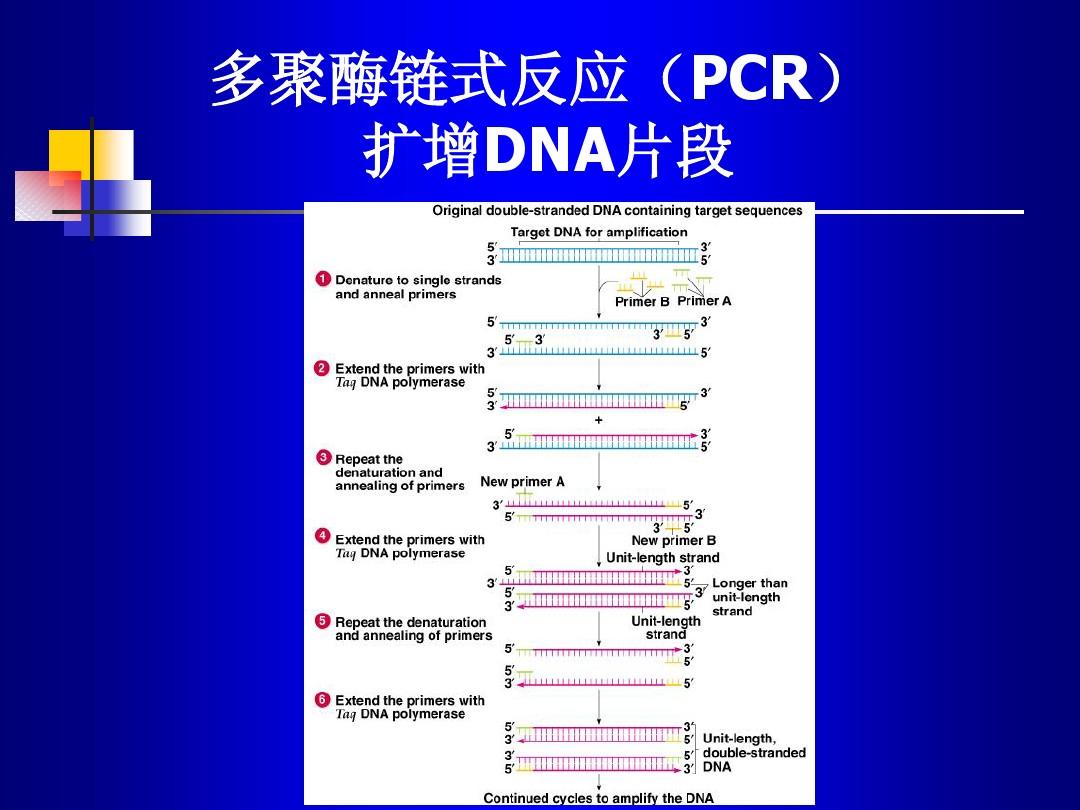 PCR擴增