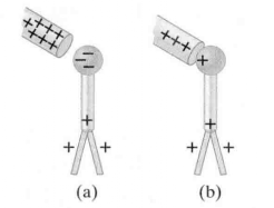 圖7 驗電器通過(a)感應，(b)傳導而帶電