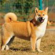日本柴犬 日本柴犬