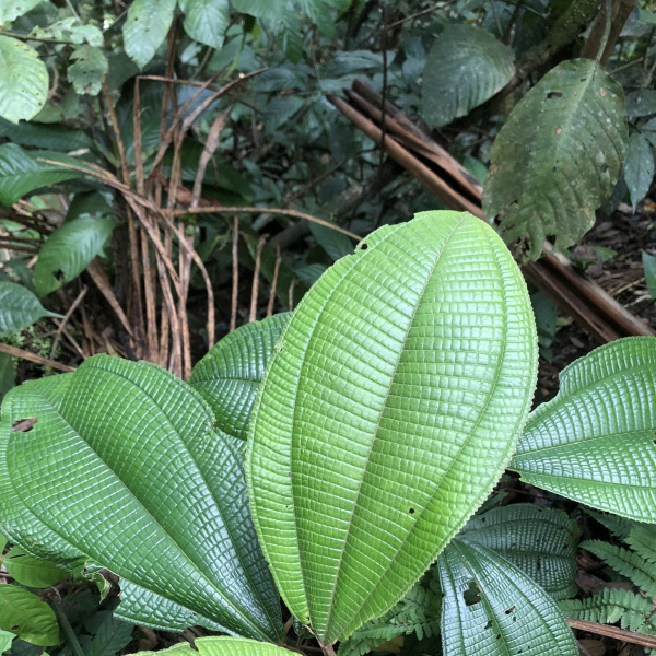Miconia magnifolia