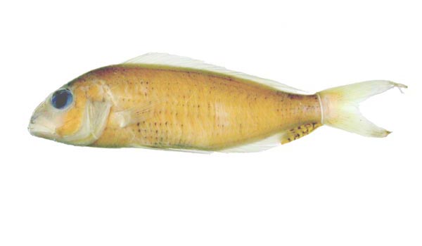 日本金線魚