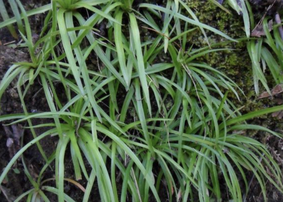 粉條兒菜(中藥材) 粉條兒菜(中藥材)