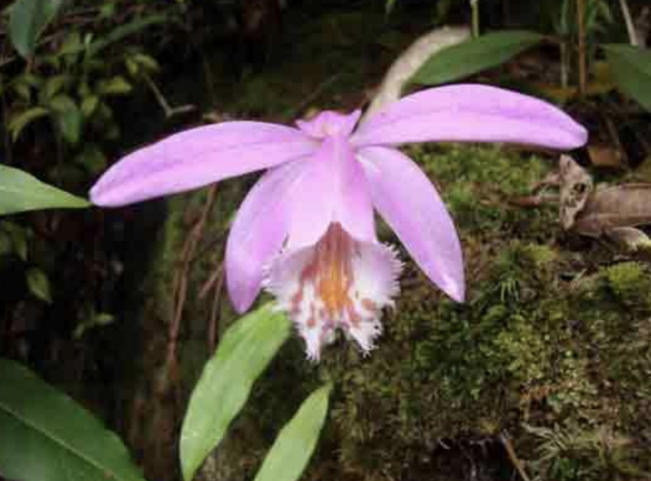獨花蘭屬 獨花蘭屬