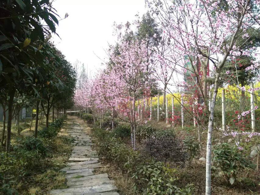 稻香椿生態園