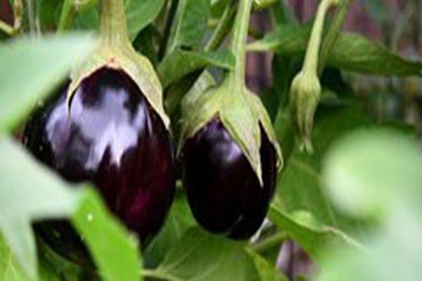 Solanum melongena \x27Aswad\x27