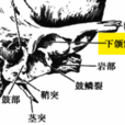 下頜窩 下頜窩