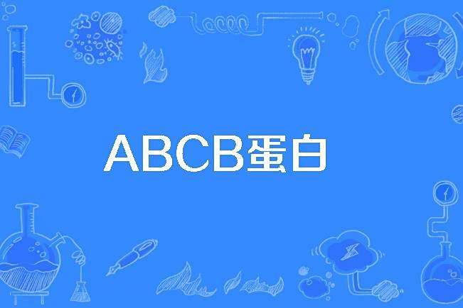 ABCB蛋白 ABCB蛋白