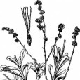 木本補血草 木本補血草
