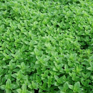 牛至(Origanum vulgare)