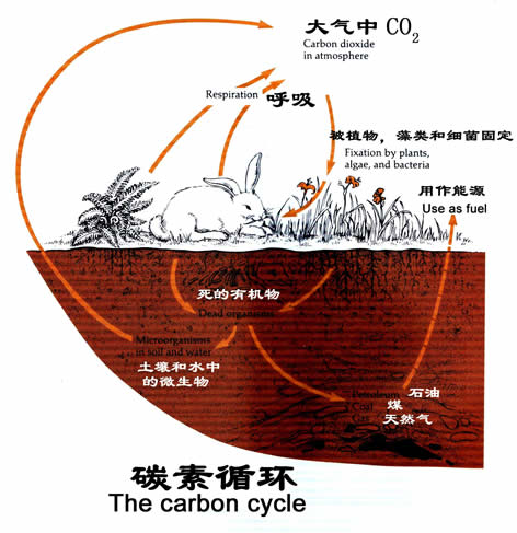 碳素循環