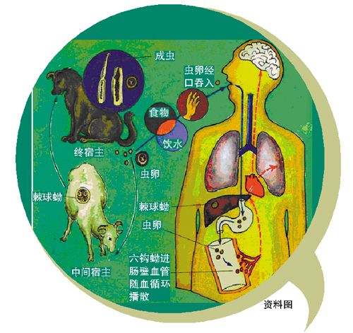 寵物蟲噬骨 寵物蟲噬骨