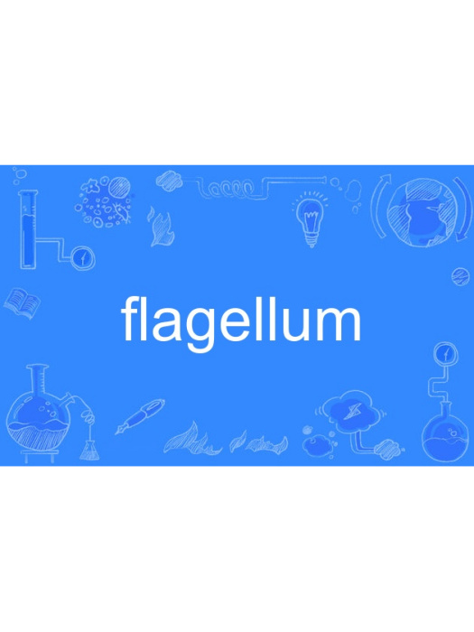 flagellum flagellum
