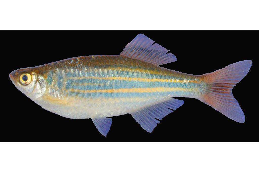 皇丹魚 皇丹魚