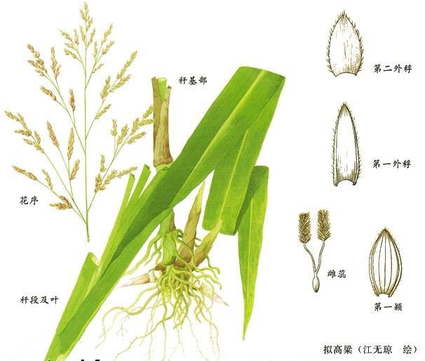 高粱七 高粱七